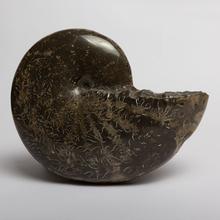 Load image into Gallery viewer, Phylloceras heterophyllum Ammonite From Saltwick Bay. 185mya.
