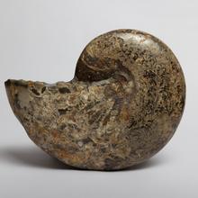 Load image into Gallery viewer, Phylloceras heterophyllum Ammonite From Saltwick Bay. 185mya.
