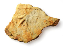 Load image into Gallery viewer, Scarborough Dinosaur Walk - 2 August 2022 10:30am
